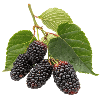 Fresh mulberries with green leaves isolated on a clean transparent background showcasing their natural texture and color, Mulberry isolated on transparent background png