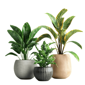 Beautiful potted plants showcasing vibrant greenery against a clean transparent backdrop, Beautiful plants in ceramic pots on transparent background png