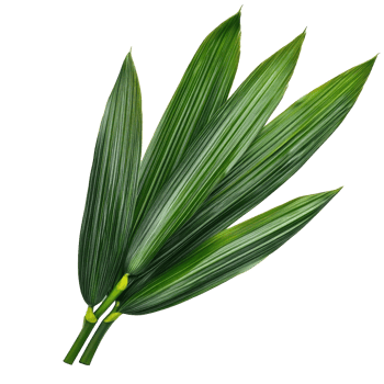 Fresh pandan leaves arranged neatly on a transparent background showcasing their vibrant green color and unique texture, pandan leaf on transparent background png