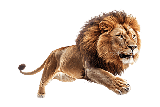 Lion sprinting isolated on transparent background. png