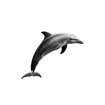 Dolphin leaping out of the water with smooth gray skin, transparent background png