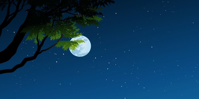 Starry night sky background with tree branch and full moon vector