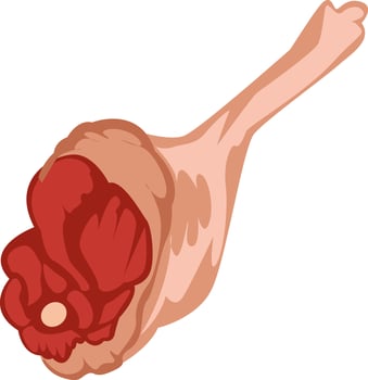 Raw Chicken Leg Illustration for Culinary Art vector