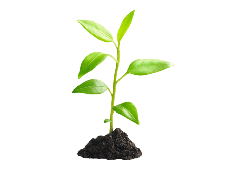 small sprouting sapling with tiny green leaves growing from dark soil on isolated background png