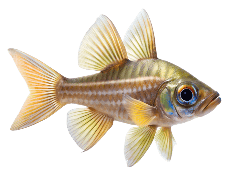 Cardinalfish swiming isolated on a transparent background png