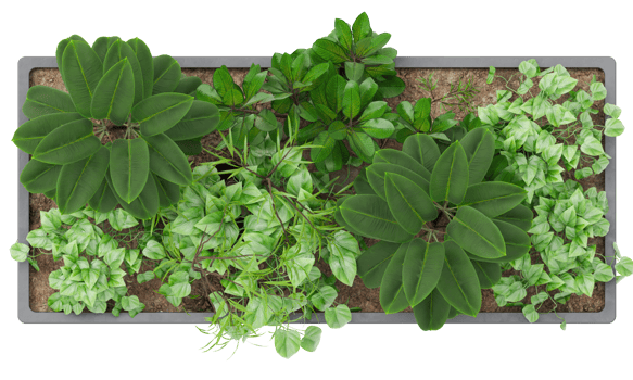 Top view of rectangular plant pot featuring lush green foliage and decorative plants. On transparent background. Ideal for use in architectural floor plans, garden design, landscaping projects. 3D. png