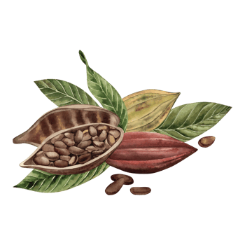 Cocoa beans, whole and cut with grains inside, lie on green leaves. The illustration is hand-painted in watercolor in a botanical style in brown and yellow shades. For packaging design, cosmetics png