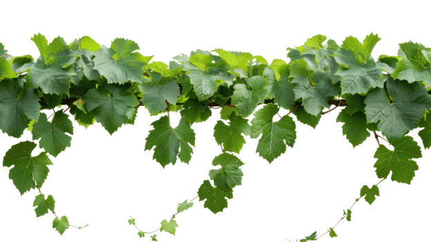 Bush grape vine isolate on transparency background png