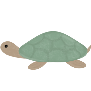 Green sea turtle png
