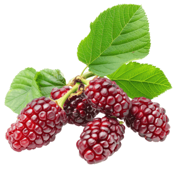 Fresh Mulberry, clipping path isolate on transparency background png