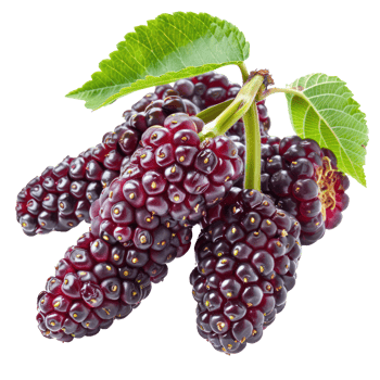 Closeup of Fresh Mulberries, clipping path isolate on transparency background png