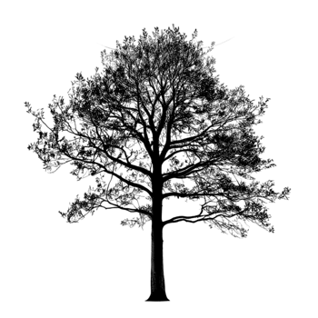 A black silhouette tree png