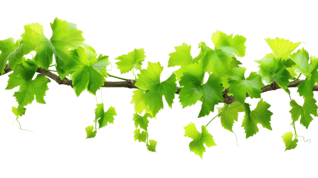 Bush grape vine isolate on transparency background png
