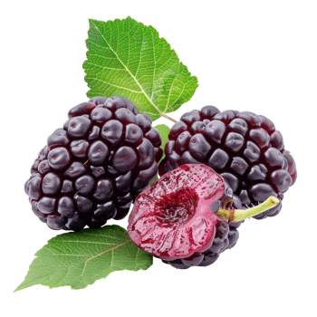 Mulberry whole and a half, clipping path isolate on transparency background png