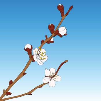 Oriental cherry illustration vector