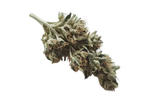 Dried cannabis bud isolated on a transparent background png