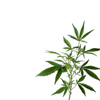 Cannabis leaves isolated on a transparent background png