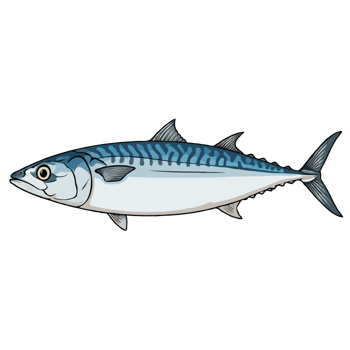 Mackerel Fish Illustration png