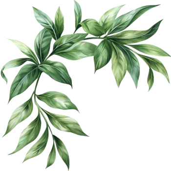 Beautiful green tropical leaves in a delicate branch arrangement. Perfect for nature-themed designs and decorations. png
