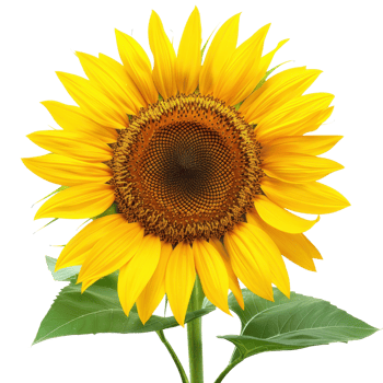 Bright yellow sunflower isolated on a transparent background. showcasing vibrant petals and a detailed center with green leaves. png
