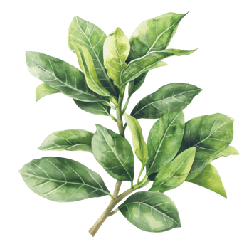 High-resolution image of a lush green leaf branch, perfect for natural and botanical themed projects and designs. png