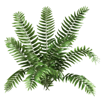 High-resolution image of a lush green tropical plant with detailed leaves, perfect for natural or botanical use. png