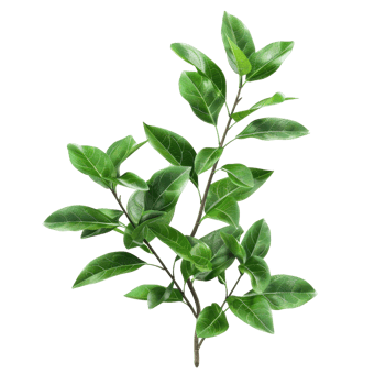 Close-up image of a green leafy plant with fresh, vibrant leaves, perfect for botanical and nature-themed stock photos. png