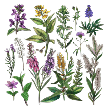 Collection of colorful wildflowers and medicinal herbs, perfect for botanical projects and natural medicine designs. png