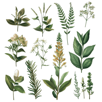 Collection of various green leafy plants and herbs, beautifully illustrated in a botanical style. png