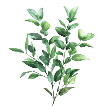 A vibrant, green branch with healthy leaves isolated on a transparent background. perfect for botanical and nature-themed projects. png
