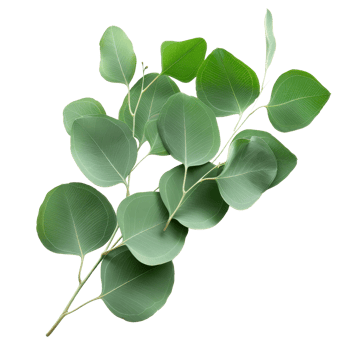 Fresh green eucalyptus leaves on a branch, ideal for natural decor, botanical designs, and eco-friendly projects. png