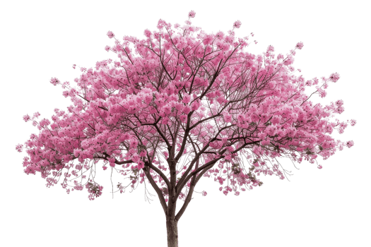Beautiful blooming pink tree isolated on transparent background. showcasing vibrant spring blossoms and lush foliage. png
