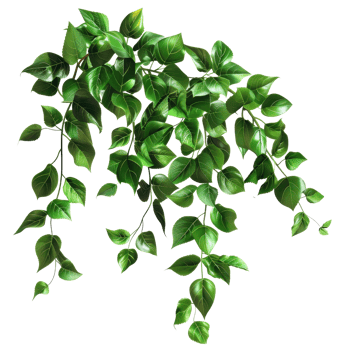 Lush green ivy leaves hanging on branches, perfect for nature, garden, and decoration themes. png