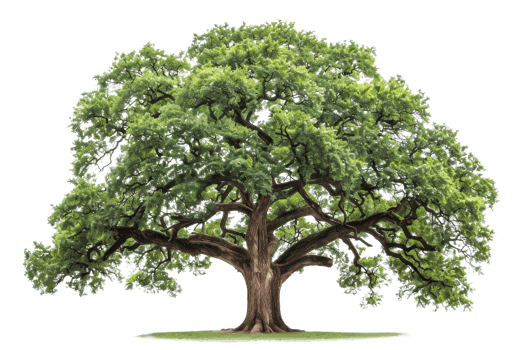 A majestic oak tree with sprawling branches and lush green leaves, isolated on a transparent background. Perfect for nature, environment, or botanical uses. png