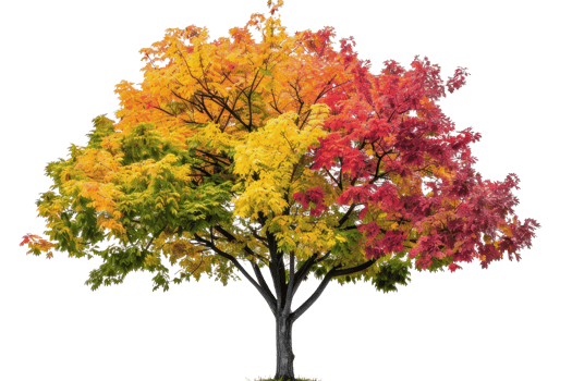 Vibrant tree with colorful autumn foliage in shades of red, orange, and yellow, isolated on a transparent background. png