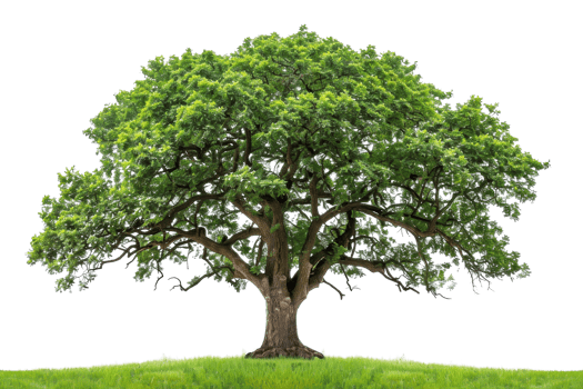 Majestic tree with lush green foliage, set against a clear sky, symbolizing strength, nature's beauty, and tranquility. Perfect for backgrounds. png