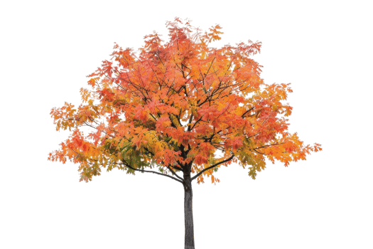 Vibrant autumn tree with colorful orange and yellow leaves isolated on transparent background. perfect for seasonal nature themes. png
