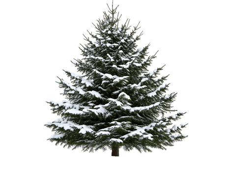 A christmas tree is shown in the snow png
