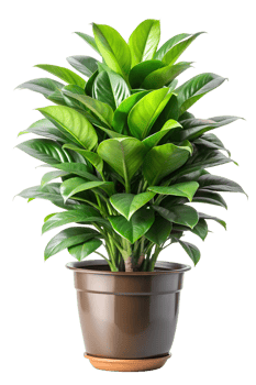 Lush green potted plant enhancing indoor decor png