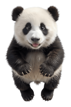 Happy panda standing and looking curious indoors png