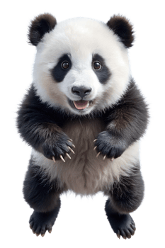 Cute panda cub standing playfully on its hind legs png