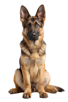 Graceful German shepherd on white png