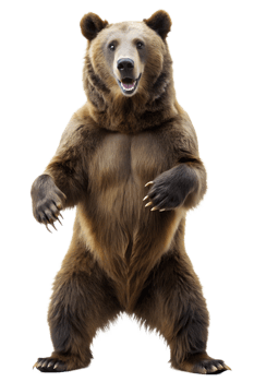 A playful bear standing on hind legs in a studio png