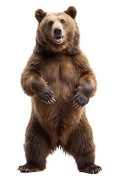 A friendly brown bear stands posed png