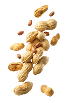 Fresh peanuts flying on a white backdrop png