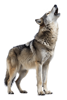 A lone wolf howls in the wilderness at dusk png