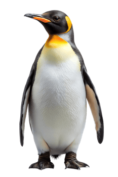 Majestic king penguin in studio png