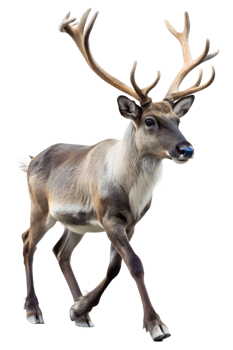 Reindeer walking gracefully in natural habitat png