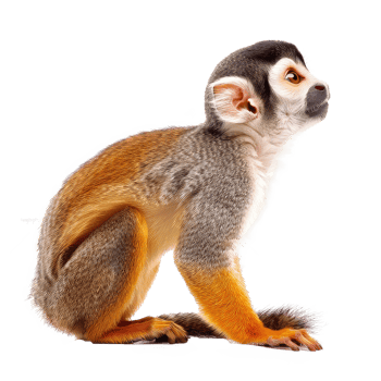 Squirrel Monkey side view full body isolate on transparency background png