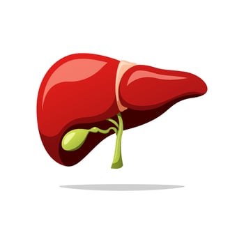 Human liver isolated on white background. vector